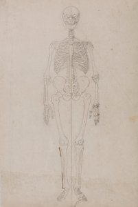 Menneskeskjelett, forfra (avsluttende studie) av George Stubbs