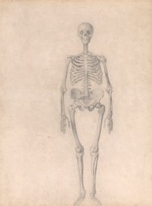 Menneskeskjelett, sett forfra (ferdig studie for tabell I) av George Stubbs