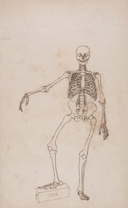 Menneskeskjelett, forfra av George Stubbs