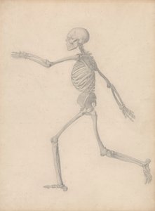 Menneskelig skjelett, sidevisning (nær den endelige studien for tabell III, men avviker i detalj) av George Stubbs