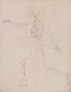 Menneskelig skjelett, sidevisning (kan ha blitt opprinnelig forberedt for bruk som en nøkkelfigur i tabell III, men senere forlatt) av George Stubbs