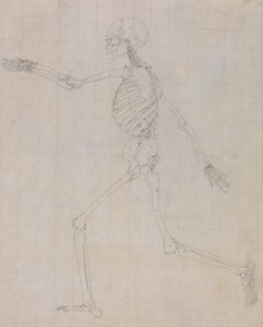 Menneskeskjelett, sidevisning (omriss av skjelettet for nøkkelfiguren til tabell III) av George Stubbs