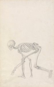 Menneskelig skjelett, sidevisning (i hukende stilling; ferdig studie for en upublisert tabell) av George Stubbs