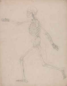 Menneskeskjelett, sidevisning av George Stubbs