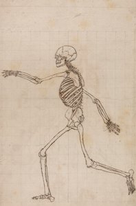 Menneskeskjelett, sidevisning av George Stubbs