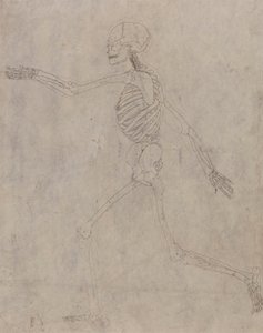 Menneskeskjelett, sidevisning av George Stubbs