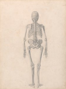 Menneskeskjelett, posterior sett (ferdig studie for tabell II) av George Stubbs