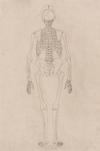 Menneskeskjelett, posterior sett (relaterer til tabell II) av George Stubbs