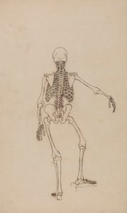 Menneskeskjelett, bakfra av George Stubbs
