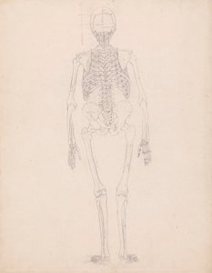 Menneskeskjelett, bakfra av George Stubbs