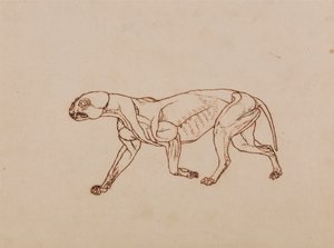 Leopardkropp, sett fra siden av George Stubbs