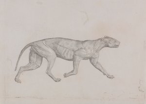 Leopardkropp, sett fra siden av George Stubbs