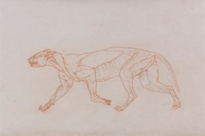 Leopardkropp, sett fra siden av George Stubbs