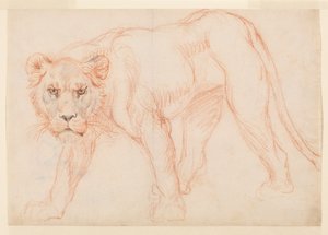 Lioness prowling, recto, 1700- eller 1800-tallet av George Stubbs