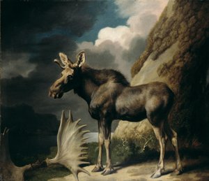 Elg, 1770 av George Stubbs