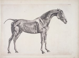 Plate fra The Anatomy of the Horse, ca. 1766 av George Stubbs
