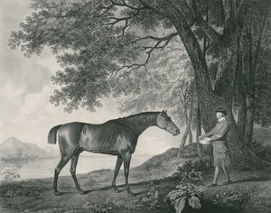 Sharke, gravert av George Townley Stubbs (1756-1815) pub. 1794 (radering) av George Stubbs
