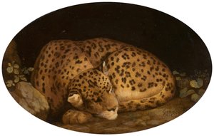 Sovende leopard, 1777.