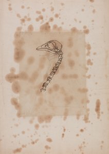 Studie av et fuglehode og -hals, sidevisning, fra en sammenlignende anatomisk fremstilling av menneskekroppens struktur med en tiger og en fugl, 1795-1806 (penn og blekk og grafitt på pa) av George Stubbs