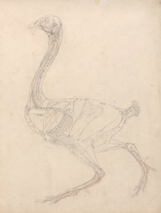 Studie av en fugl, sidevisning, diagram for nøkkel til tabell XV, fra en sammenlignende anatomisk utstilling av strukturen til menneskekroppen med strukturen til en tiger og en fugl, 1795-1806 (grafitt & re av George Stubbs