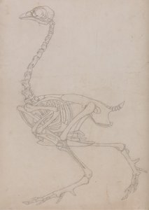 Studie av en fugl, sideutsikt, fra en sammenlignende anatomisk utstilling av strukturen til menneskekroppen med den til en tiger og en fugl, 1795-1806 (grafitt på tynt vevd papir) av George Stubbs