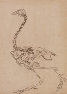 Studie av en fugl, sideutsikt, fra en sammenlignende anatomisk fremstilling av strukturen til menneskekroppen med den til en tiger og en fugl, 1795-1806 (penn og blekk og grafitt på tynt vevd papir) av George Stubbs