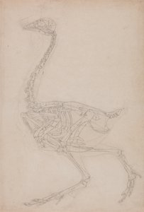 Studie av en fugl, sideutsikt, fra en sammenlignende anatomisk fremstilling av strukturen til menneskekroppen med en tiger og en fugl, 1795-1806 (grafitt på kraftig vevd papir) av George Stubbs