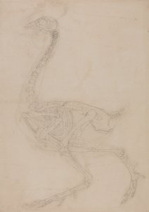 Studie av en fugl, sideutsikt, fra en sammenlignende anatomisk utstilling av strukturen til menneskekroppen med strukturen til en tiger og en fugl, 1795-1806 (grafitt på vevd papir) av George Stubbs