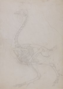 Studie av en fugl, sideutsikt, fra en sammenlignende anatomisk utstilling av strukturen til menneskekroppen med den til en tiger og en fugl, 1795-1806 (grafitt på tynt vevd papir) av George Stubbs