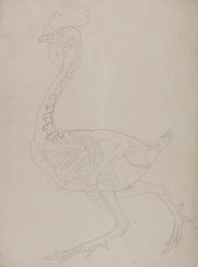 Studie av en fugl, sideutsikt, fra en sammenlignende anatomisk utstilling av strukturen til menneskekroppen med den til en tiger og en fugl, 1795-1806 (grafitt på tynt vevd papir) av George Stubbs