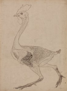 Studie av en fugl, sideutsikt, fra en sammenlignende anatomisk utstilling av strukturen til menneskekroppen med den til en tiger og en fugl, 1795-1806 (penn og blekk over grafitt og rødt kritt på s. av George Stubbs