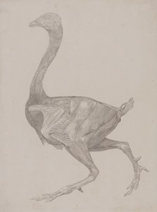 Studie av en fugl, sideutsikt, fra en sammenlignende anatomisk utstilling av strukturen til menneskekroppen med den til en tiger og en fugl, 1795-1806 (grafitt på tynt vevd papir) av George Stubbs