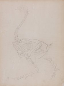 Studie av en fugl, sideutsikt, fra en sammenlignende anatomisk utstilling av strukturen til menneskekroppen med den til en tiger og en fugl, 1795-1806 (grafitt på tynt vevd papir) av George Stubbs