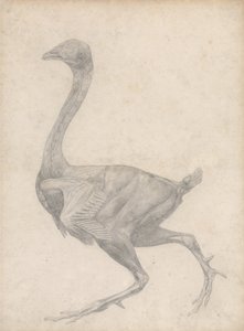 Studie av en fugl, sidesyn, med hud og underliggende fascielag fjernet, fra A Comparative Anatomical Exposition of the Structure of the Human Body with that of a Tiger and a Common Fowl, 1795 av George Stubbs