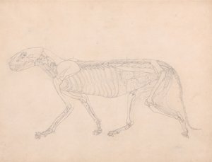Studie av en tiger, lateralt syn, abdominal innvoller eksponert, fra en sammenlignende anatomisk utstilling av strukturen til menneskekroppen med den til en tiger og en fugl, ca. 1795-1806 (grafitt på av George Stubbs