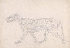 Studie av en tiger, sidevisning, diagram som viser den subkutane blodtilførselen, fra en sammenlignende anatomisk fremstilling av strukturen til menneskekroppen med strukturen til en tiger og en fugl, 1795- av George Stubbs
