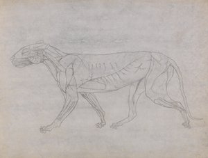 Studie av en tiger, sideutsikt, fra en sammenlignende anatomisk fremstilling av menneskekroppens struktur med en tiger og en fugl, ca. 1795-1806 (grafitt og blekk på patronpapir) av George Stubbs