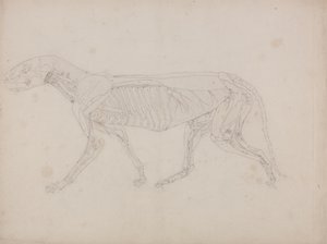 Studie av en tiger, sideutsikt, fra en sammenlignende anatomisk fremstilling av menneskekroppens struktur med en tiger og en fugl, ca. 1795-1806 (grafitt på patronpapir) av George Stubbs
