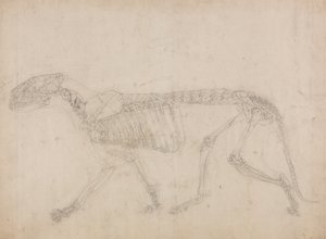 Studie av en tiger, sideutsikt, fra en sammenlignende anatomisk utstilling av strukturen til menneskekroppen med den til en tiger og en fugl, 1795-1806 (grafitt på kraftig vevd papir) av George Stubbs