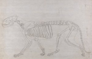 Studie av en tiger, sideutsikt, fra en sammenlignende anatomisk utstilling av strukturen til menneskekroppen med den til en tiger og en fugl, 1795-1806 (grafitt på tynt vevd papir) av George Stubbs