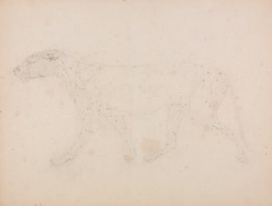 Studie av en tiger, sideutsikt, fra en sammenlignende anatomisk utstilling av strukturen til menneskekroppen med den til en tiger og en fugl, 1795-1806 (grafitt på vevd papir) av George Stubbs