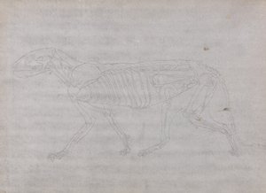 Studie av en tiger, sideutsikt, fra en sammenlignende anatomisk utstilling av strukturen til menneskekroppen med den til en tiger og en fugl, 1795-1806 (grafitt på tynt vevd papir) av George Stubbs