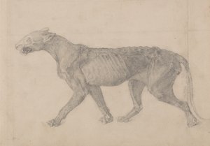 Studie av en tiger, sideutsikt, fra en sammenlignende anatomisk utstilling av strukturen til menneskekroppen med en tiger og en fugl, 1795-1806 (grafitt på lagt papir) av George Stubbs