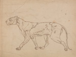 Studie av en tiger, sideutsikt, fra en sammenlignende anatomisk utstilling av strukturen til menneskekroppen med den til en tiger og en fugl, 1795-1806 (grafitt på kraftig vevd papir) av George Stubbs
