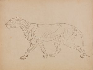 Studie av en tiger, sidevisning, fra en sammenlignende anatomisk fremstilling av menneskekroppens struktur med en tiger og en fugl, 1795-1806 (penn og blekk over grafitt og kritt på vevd p av George Stubbs