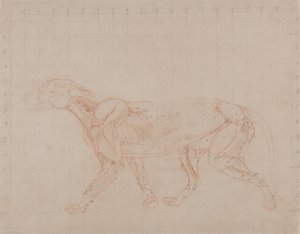 Studie av en tiger, sideutsikt, fra en sammenlignende anatomisk utstilling av strukturen til menneskekroppen med den til en tiger og en fugl, 1795-1806 (rød krittgrafitt på vevd papir) av George Stubbs