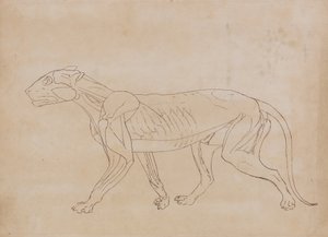 Studie av en tiger, sidevisning, fra en sammenlignende anatomisk utstilling av strukturen til menneskekroppen med en tiger og en fugl, 1795-1806 (penn og svart blekk over grafitt på vevd papir av George Stubbs