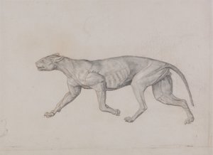 Studie av en tiger, sideutsikt, fra en sammenlignende anatomisk utstilling av strukturen til menneskekroppen med den til en tiger og en fugl, 1795-1806 (grafitt med rødt kritt på tynn vevd papir) av George Stubbs