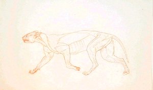 Studie av en tiger, sideutsikt, fra en sammenlignende anatomisk utstilling av strukturen til menneskekroppen med den til en tiger og en fugl, 1795-1806 (rød krittgrafitt på vevd papir) av George Stubbs