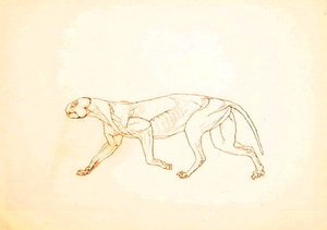 Studie av en tiger, sideutsikt, fra en sammenlignende anatomisk utstilling av strukturen til menneskekroppen med den til en tiger og en fugl, 1795-1806 (penn og blekk over rødt kritt på tynn vevd pap av George Stubbs